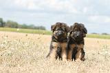 BERGER ALLEMAND 251